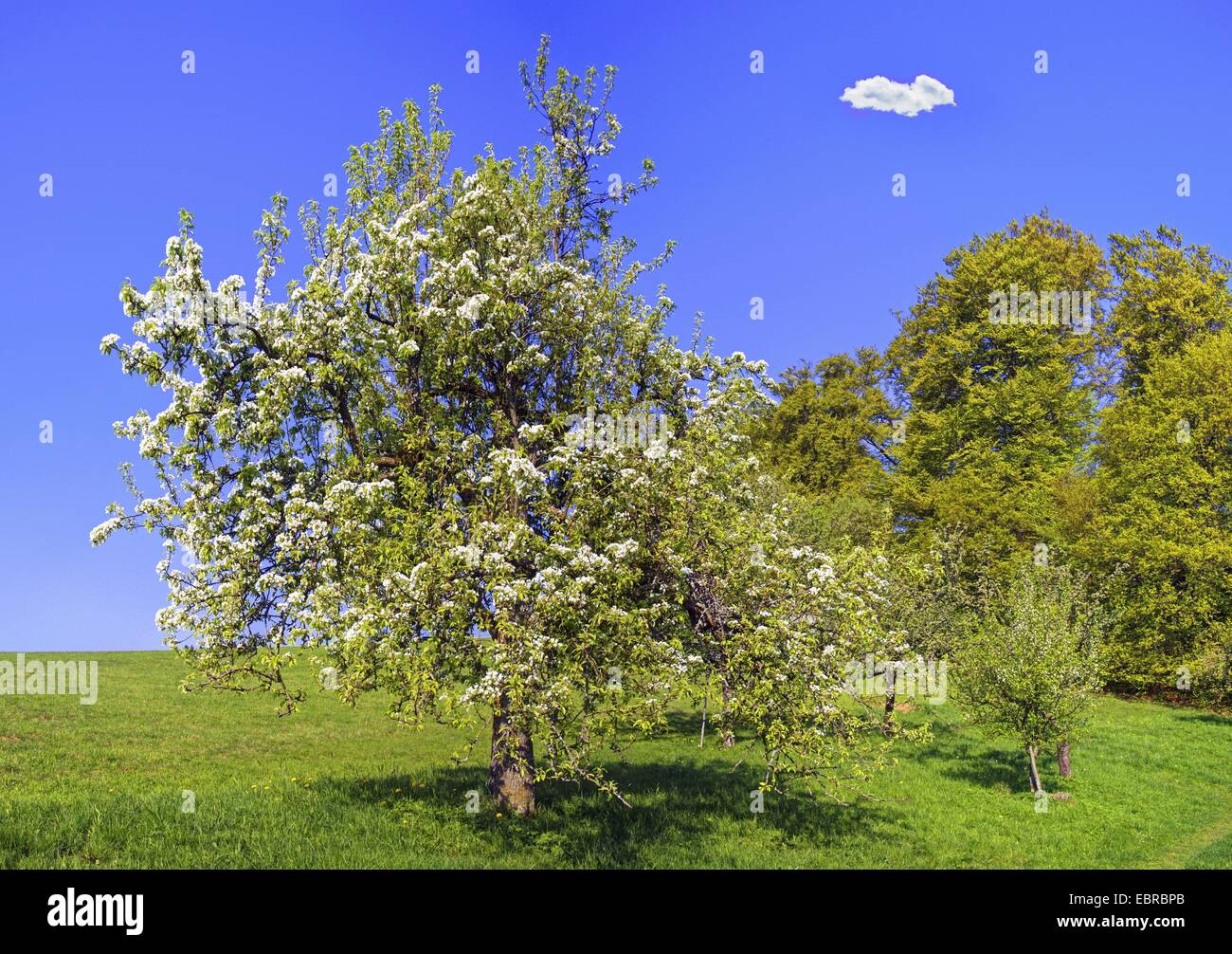 common pear (Pyrus communis), blooming pear tree in a meadwo, Germany, Rhineland-Palatinate, Eifel Stock Photo