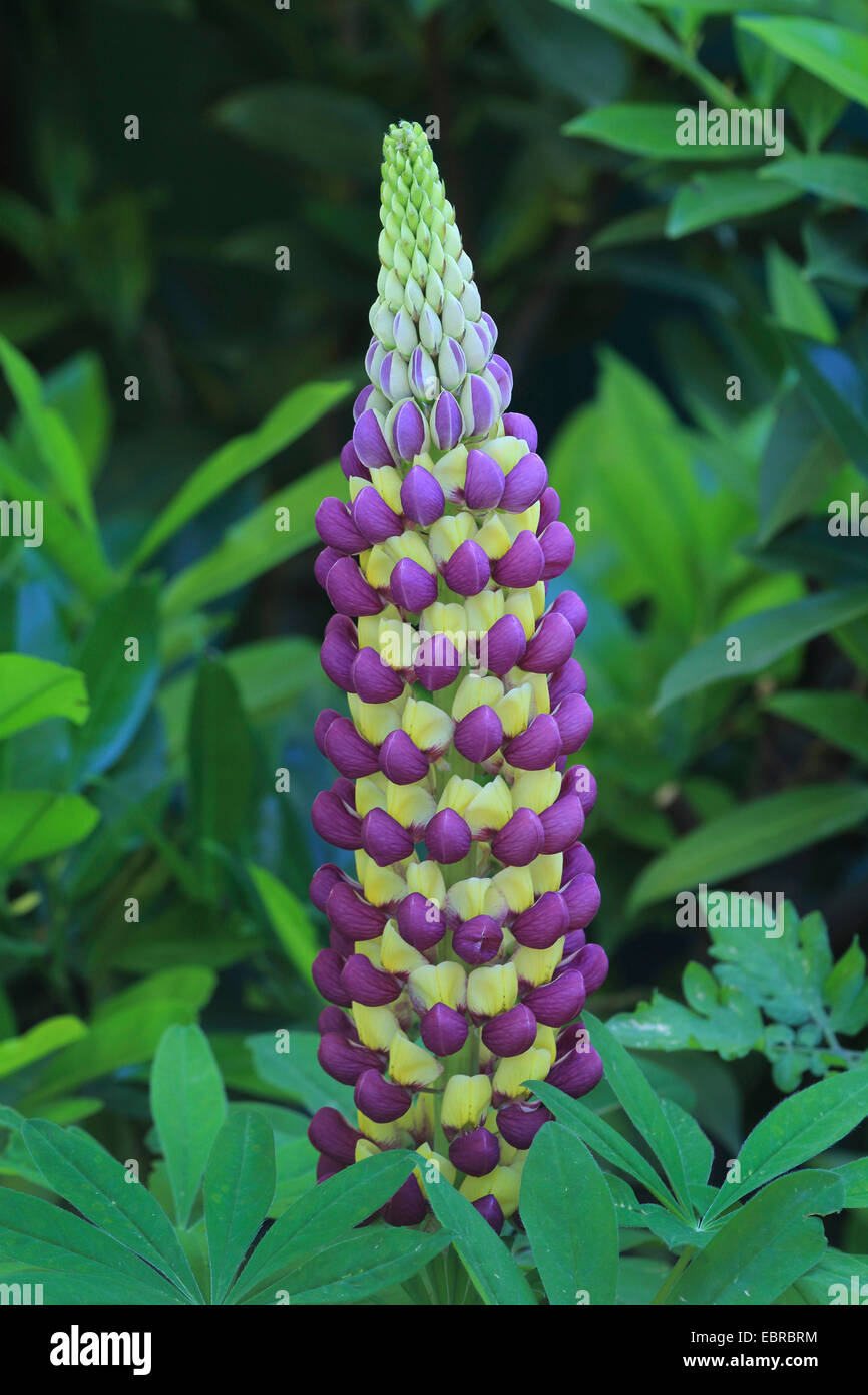 bigleaf lupine, many-leaved lupine, garden lupin (Lupinus polyphyllus), blooming, Germany Stock Photo