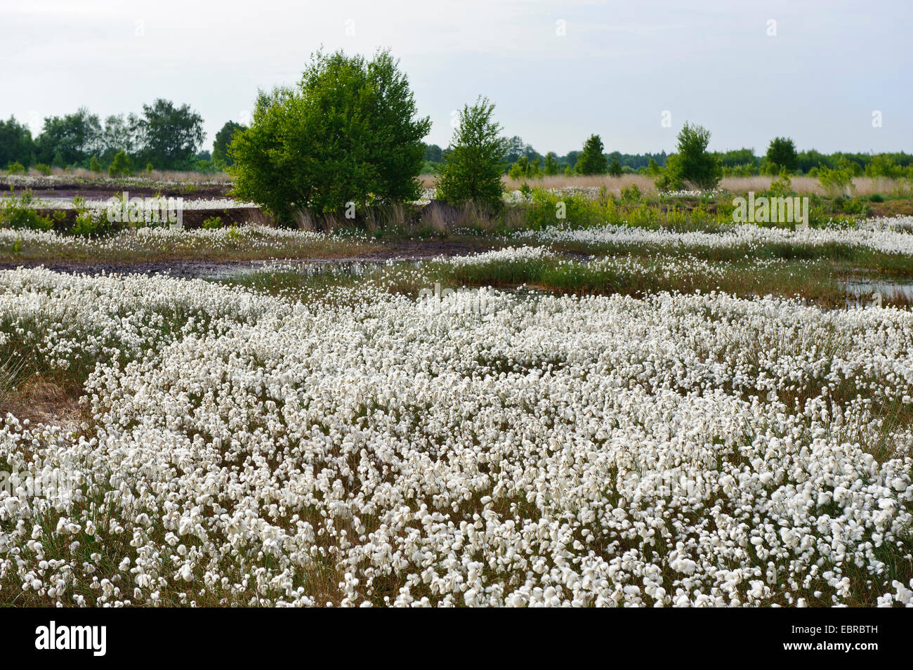 common cottongrass, narrowleaved cottongrass (Eriophorum