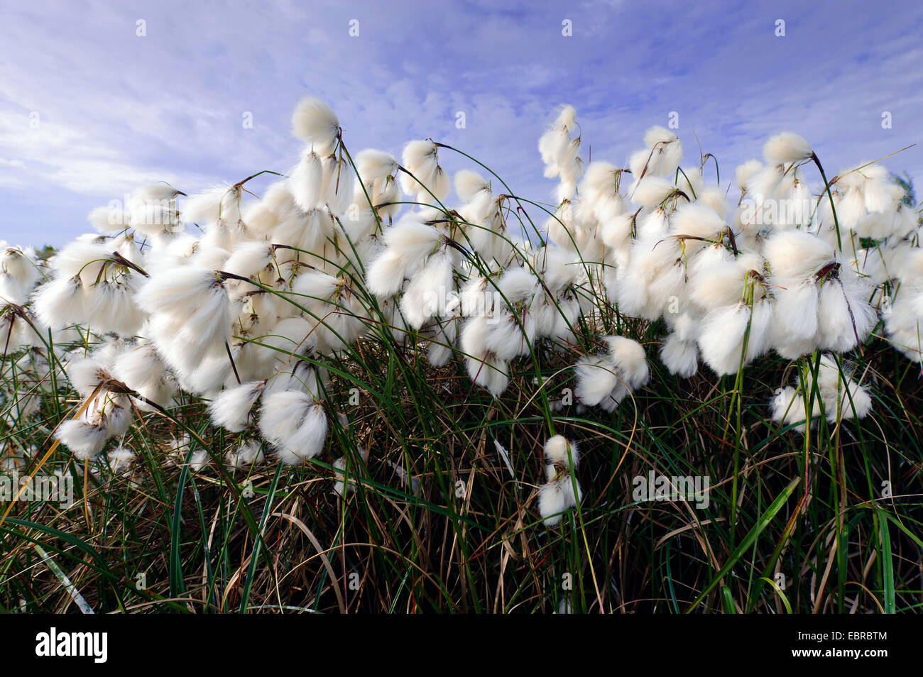common cotton-grass, narrow-leaved cotton-grass (Eriophorum angustifolium), fruiting, Germany, Lower Saxony Stock Photo