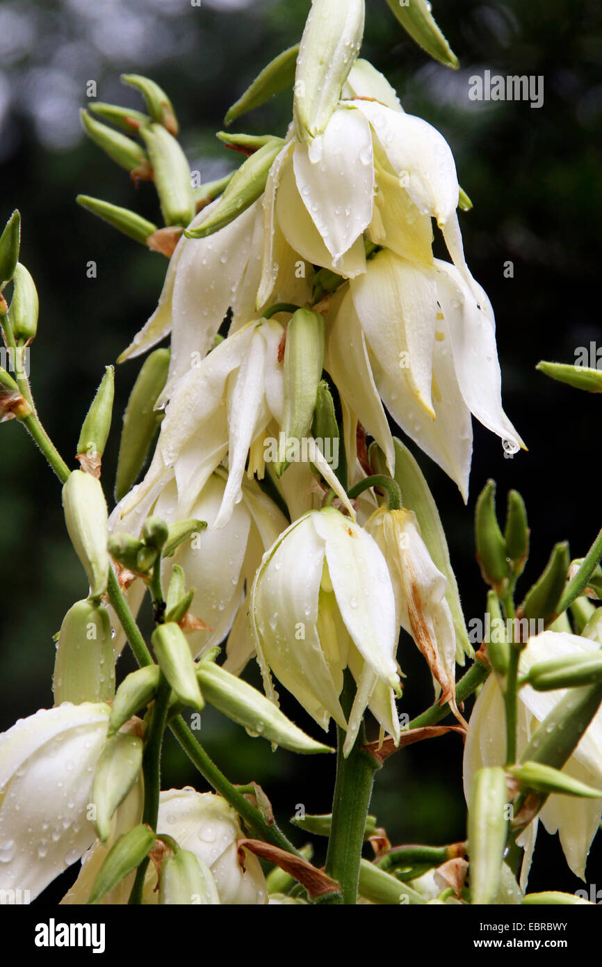 Adam's needle, weak-leaf Yucca (Yucca filamentosa), flowers with raindrops Stock Photo