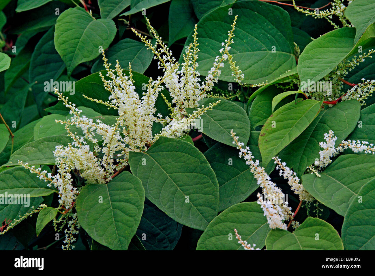 German knotweed hi-res stock photography and images - Alamy