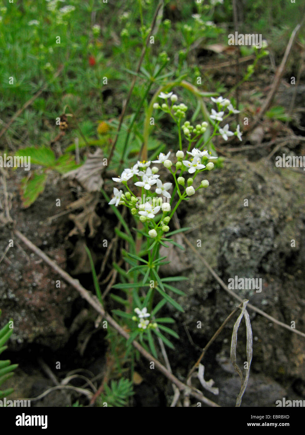 slender bedstraw (Galium pumilum), blooming in a meadow, Germany Stock Photo