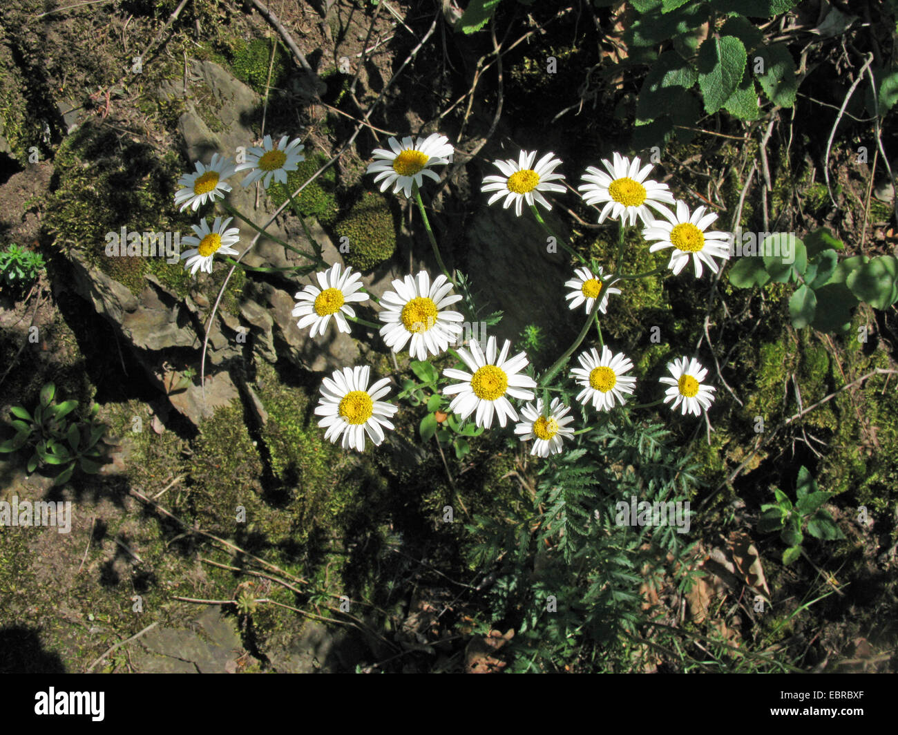 scentless feverfew (Tanacetum corymbosum), blooming, Germany Stock Photo