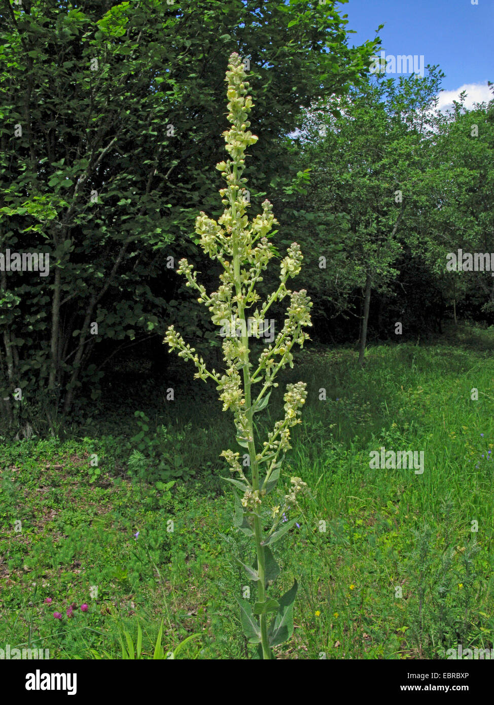 white mullein, dark mullein (Verbascum lychnitis), inflorescence, Germany Stock Photo