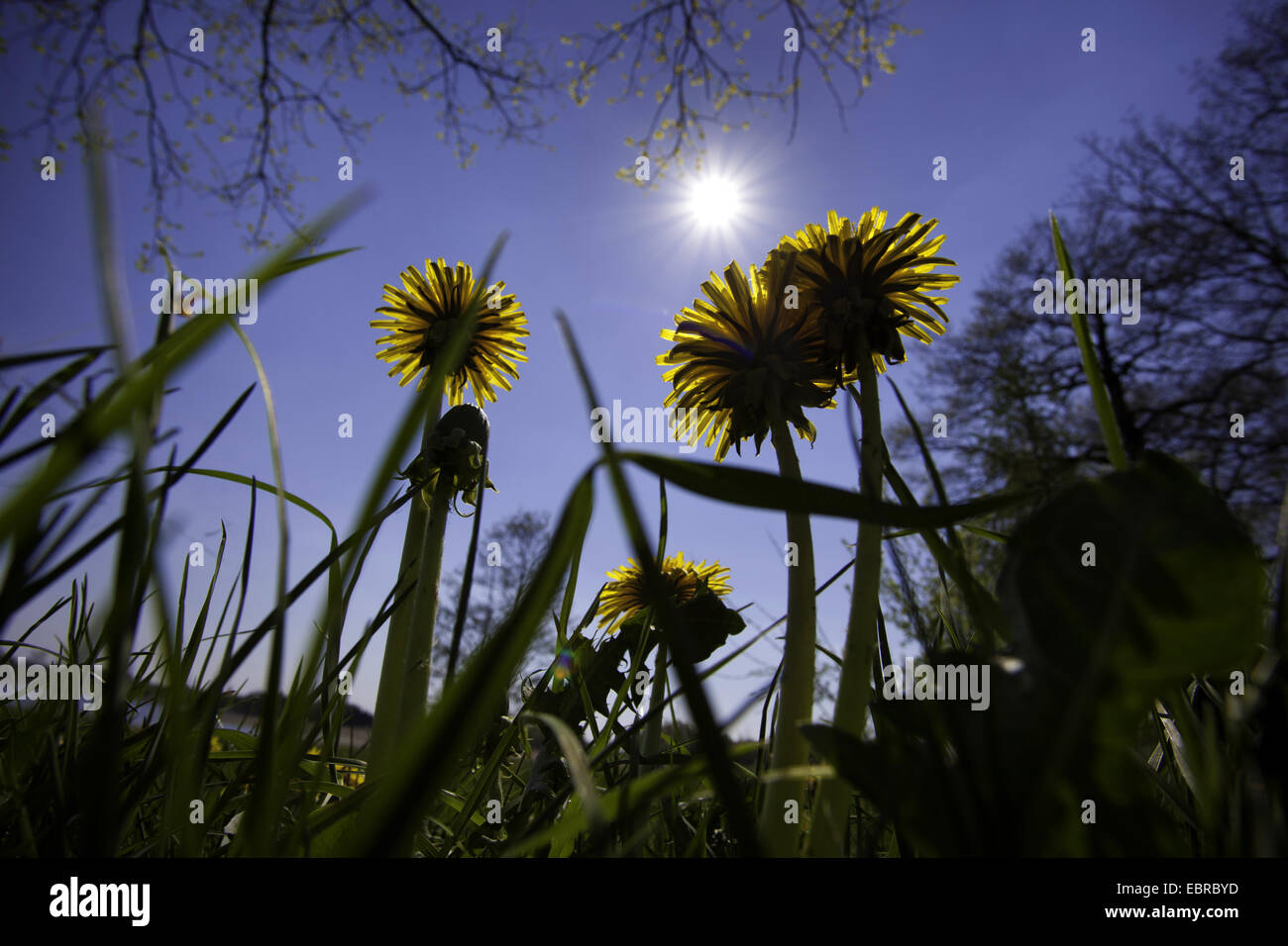 dandelion (Taraxacum spec.), on forest ground in front of the rising sun, Germany, Saxony, Vogtland Stock Photo