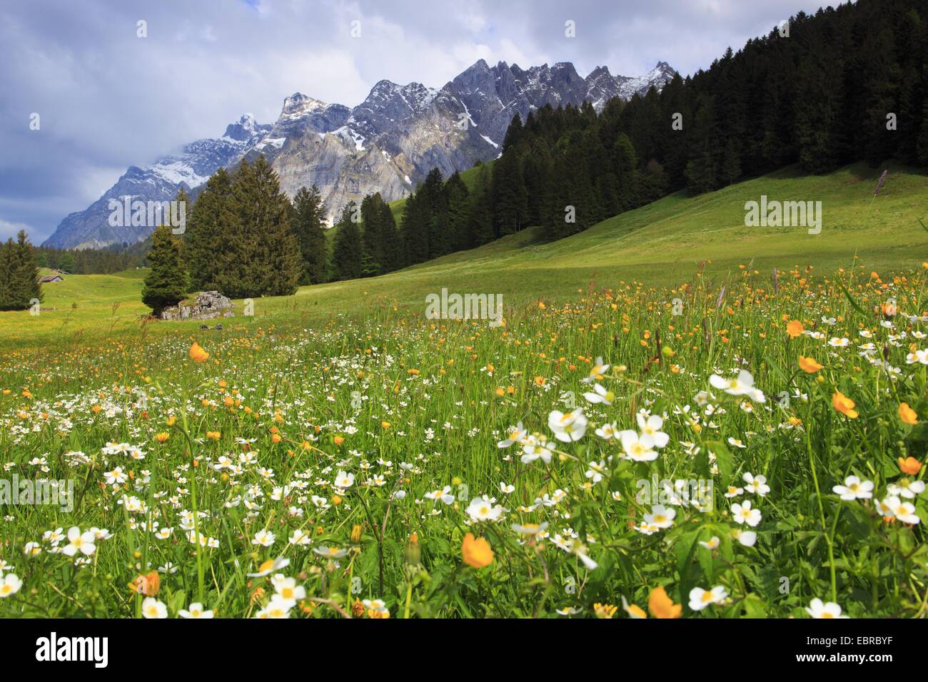 aconite-leaf buttercup (Ranunculus aconitifolius), view from a mountain meadow at the Alpstein massif with the highest mountain Saentis (2502 m), Switzerland Stock Photo