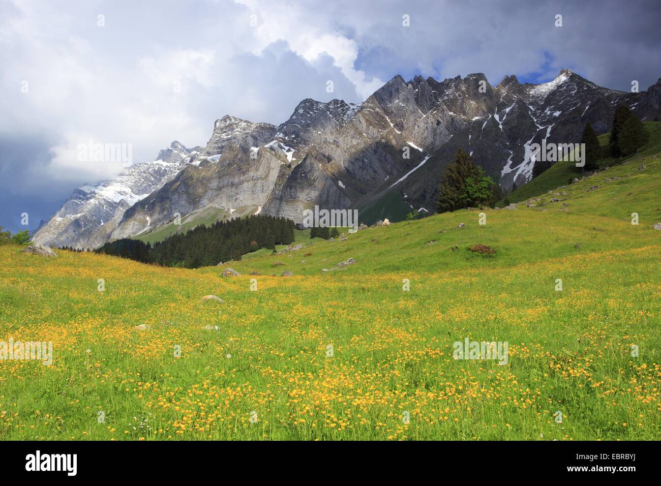 aconite-leaf buttercup (Ranunculus aconitifolius), view from a mountain meadow at the Alpstein massif with the highest mountain Saentis (2502 m), Switzerland Stock Photo