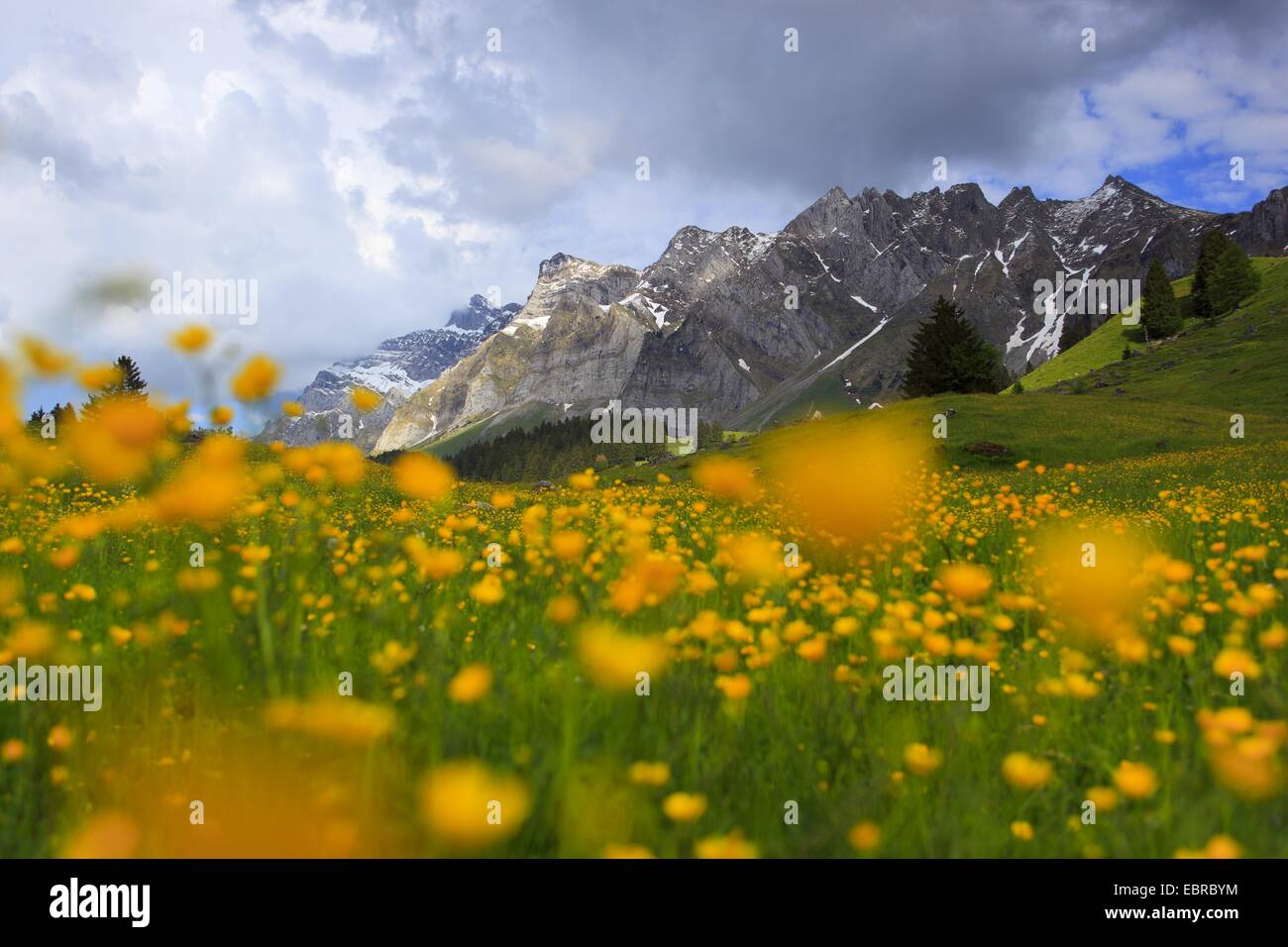 aconite-leaf buttercup (Ranunculus aconitifolius), view from a mountain meadow covered with buttercups at the Alpstein massif with the highest mountain Saentis (2502 m), Switzerland Stock Photo