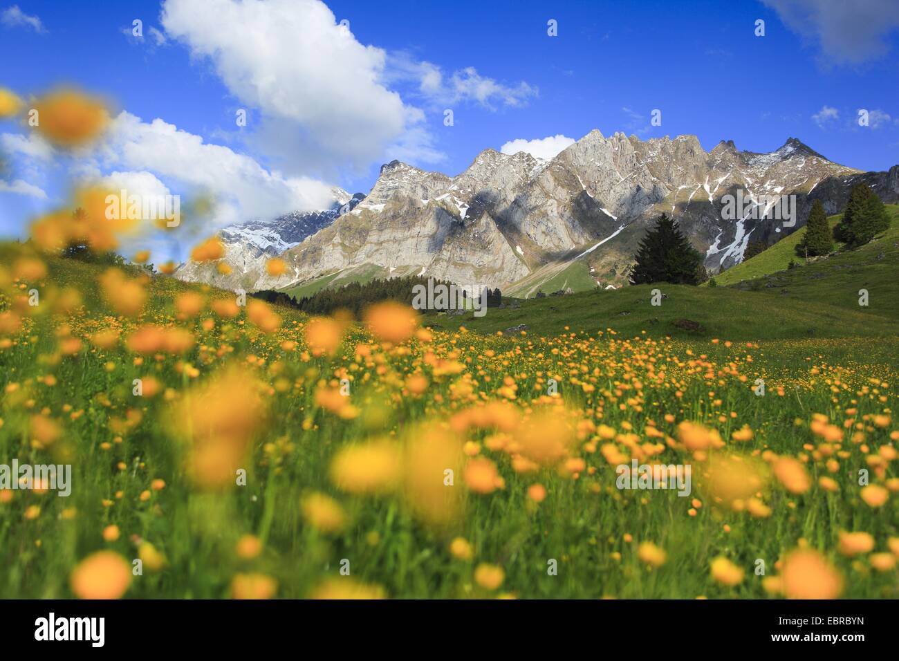 aconite-leaf buttercup (Ranunculus aconitifolius), view from a mountain meadow covered with buttercups at the Alpstein massif with the highest mountain Saentis (2502 m), Switzerland Stock Photo