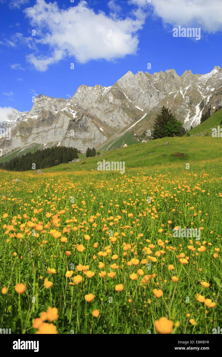 aconite-leaf buttercup (Ranunculus aconitifolius), view from a mountain meadow covered with buttercups at the Alpstein massif with the highest mountain Saentis (2502 m), Switzerland Stock Photo
