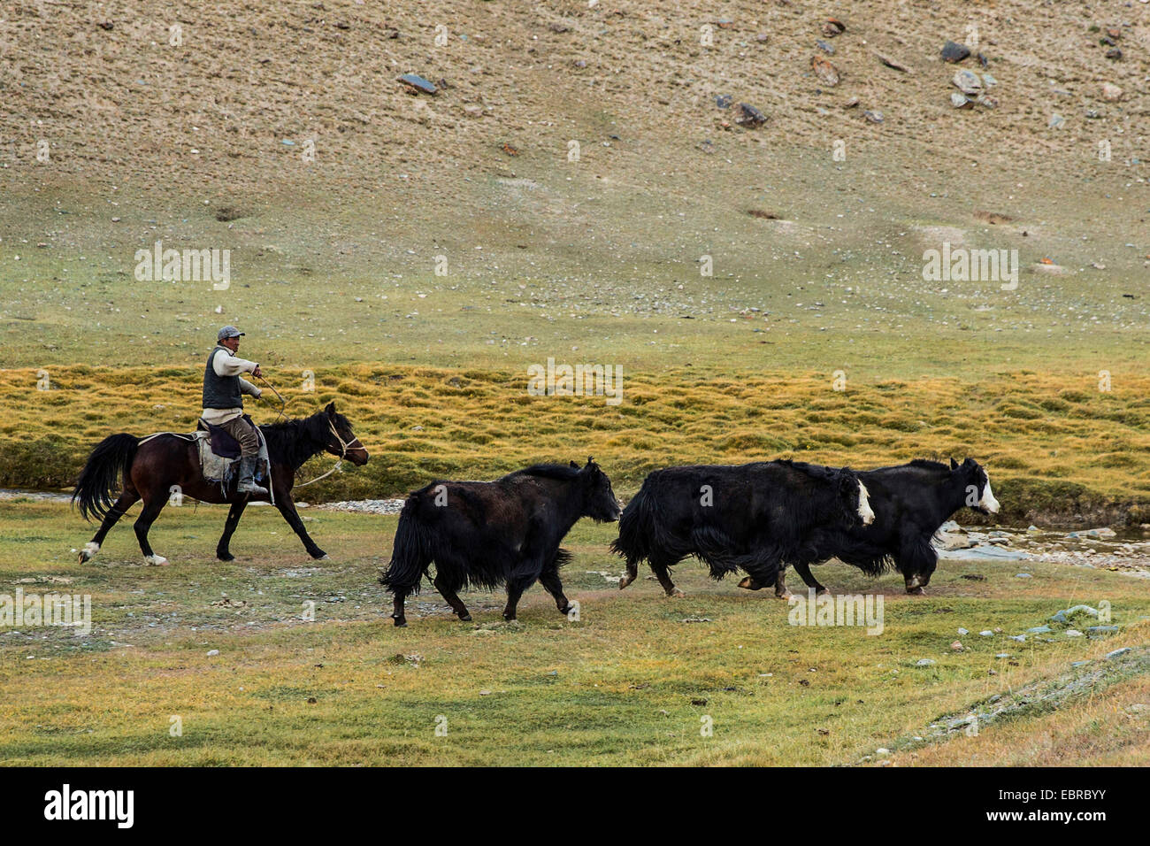 cattleman herding cows, Kyrgyzstan, Narin , Tash Rabat Stock Photo