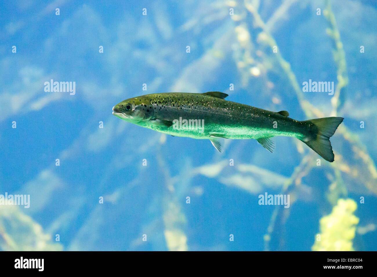 Atlantic salmon, ouananiche, lake Atlantic salmon, landlocked salmon
