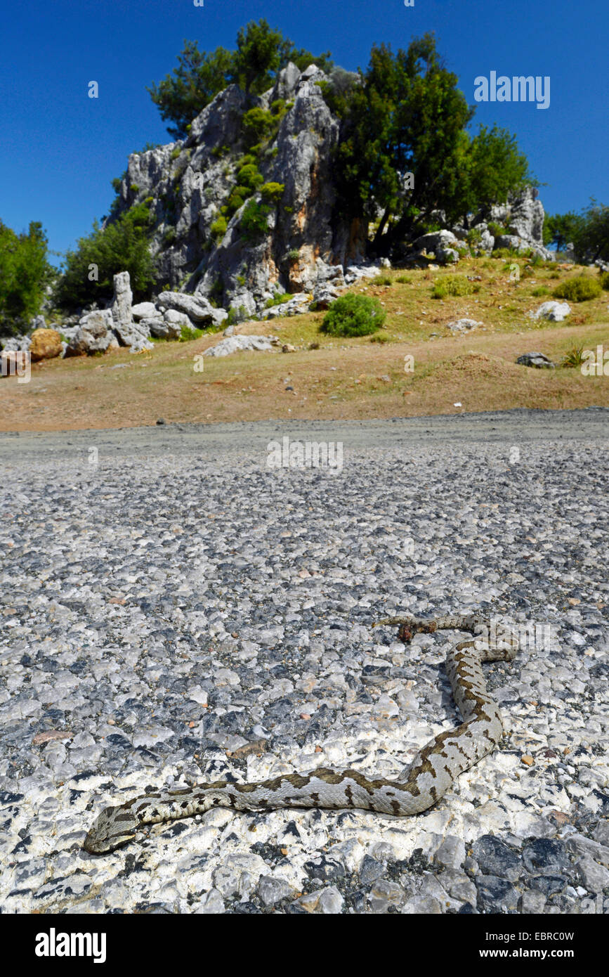 Coastal viper, European coastal viper, Ottoman viper, Near East viper (Vipera xanthina, Daboia xanthina, Montivipera xanthina), killed Coastal viper on a country road, Turkey, Lycia, Dalyan, Mugla Stock Photo