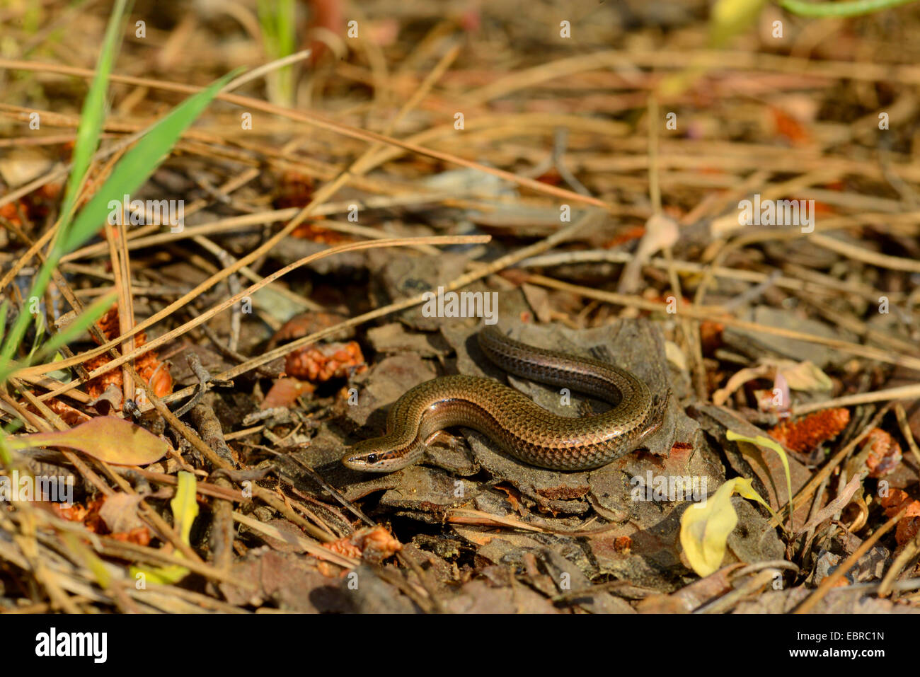 juniper skink, snake-eyed skink (Ablepharus kitaibelii), winding on the ground, Turkey, Lycia, Dalyan, Mugla Stock Photo