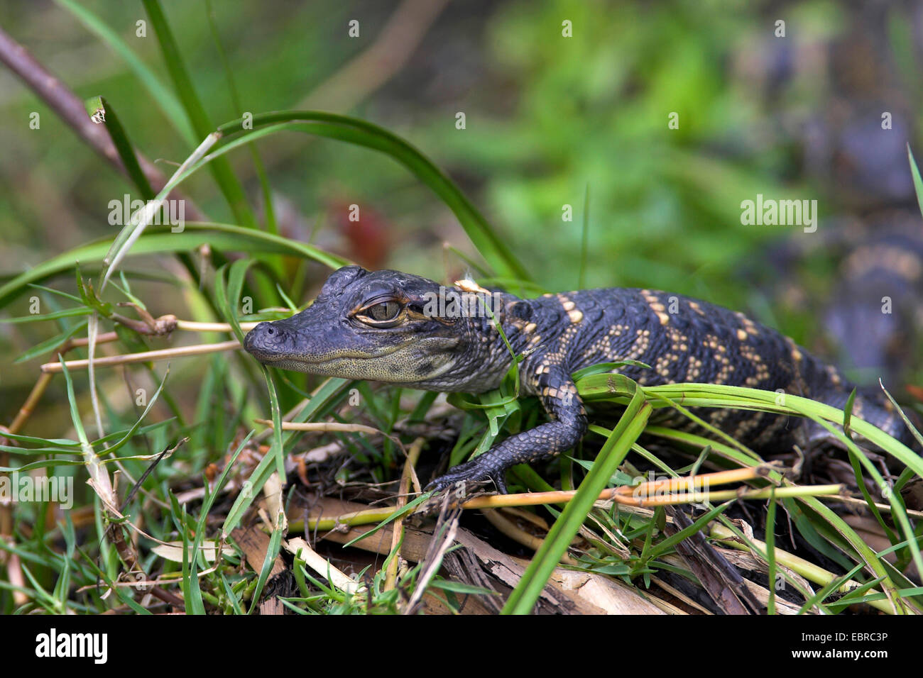 American alligator (Alligator mississippiensis), juvenile alligator lies in the gras, USA, Florida, Everglades National Park Stock Photo