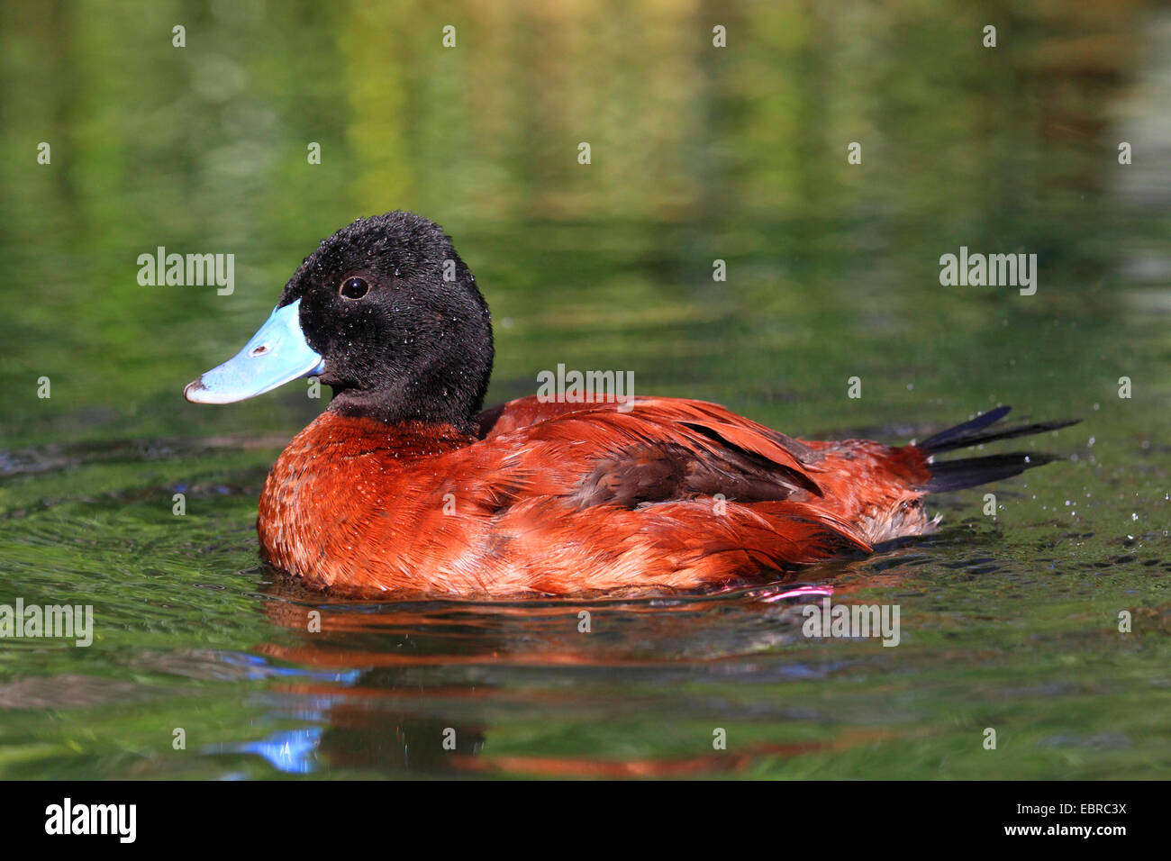 Argentine lake duck (Oxyura vittata), drake Stock Photo