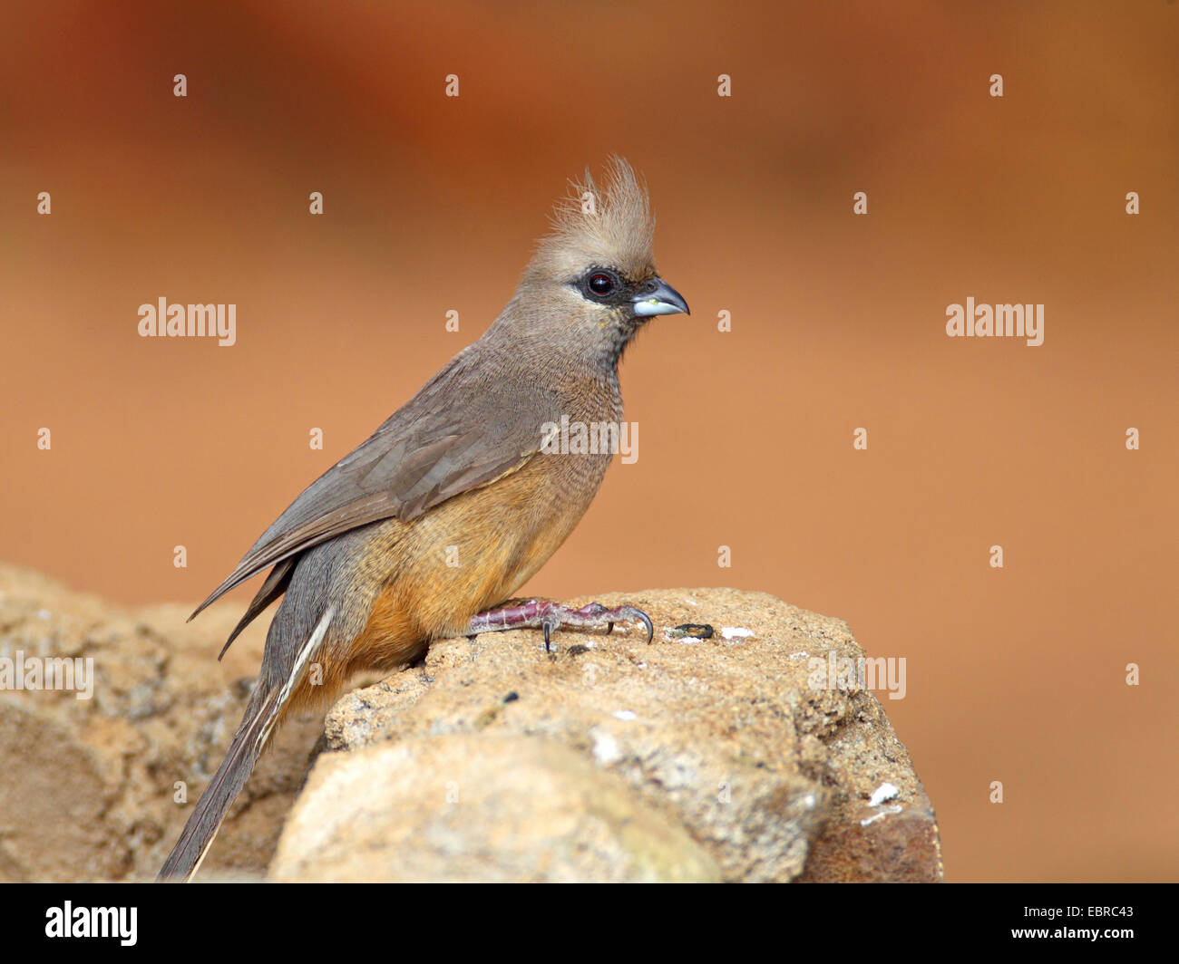 Speckled mousebird (Colius striatus), sitting at a stone, South Africa, North West Province, Barberspan Bird Sanctuary Stock Photo