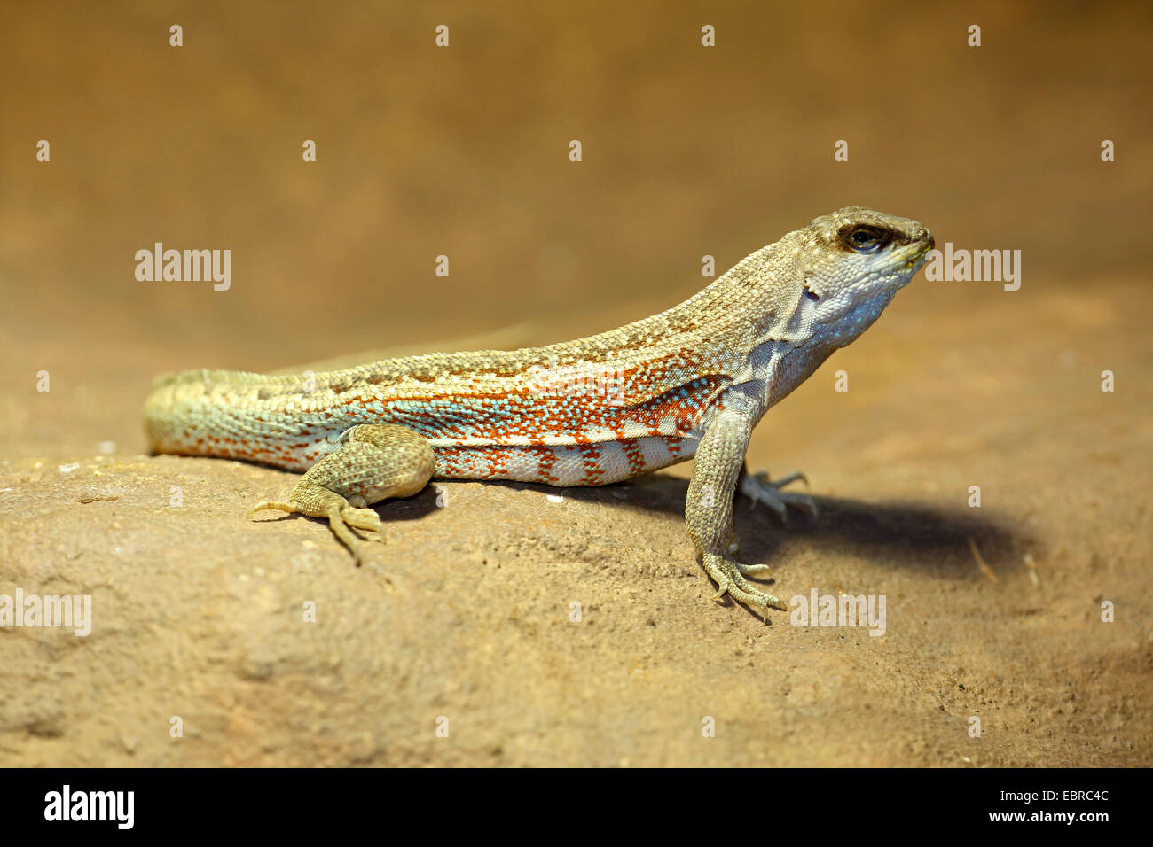 Red-sided curlytail lizard, Haitian curly-tail (Leiocephalus schreibersii), on a stone Stock Photo