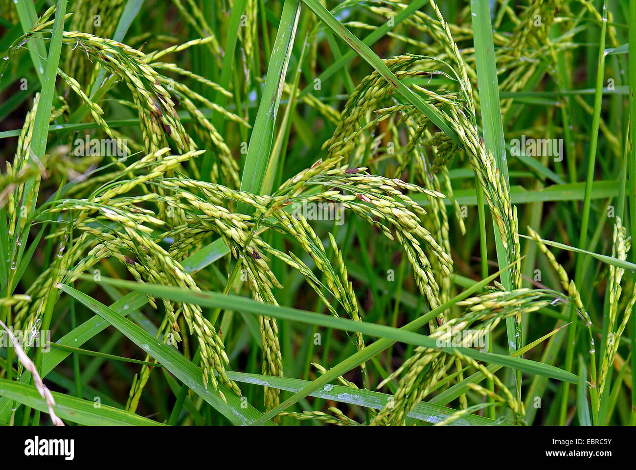 common rice (Oryza sativa), racemose inflorescences, Thailand Stock Photo