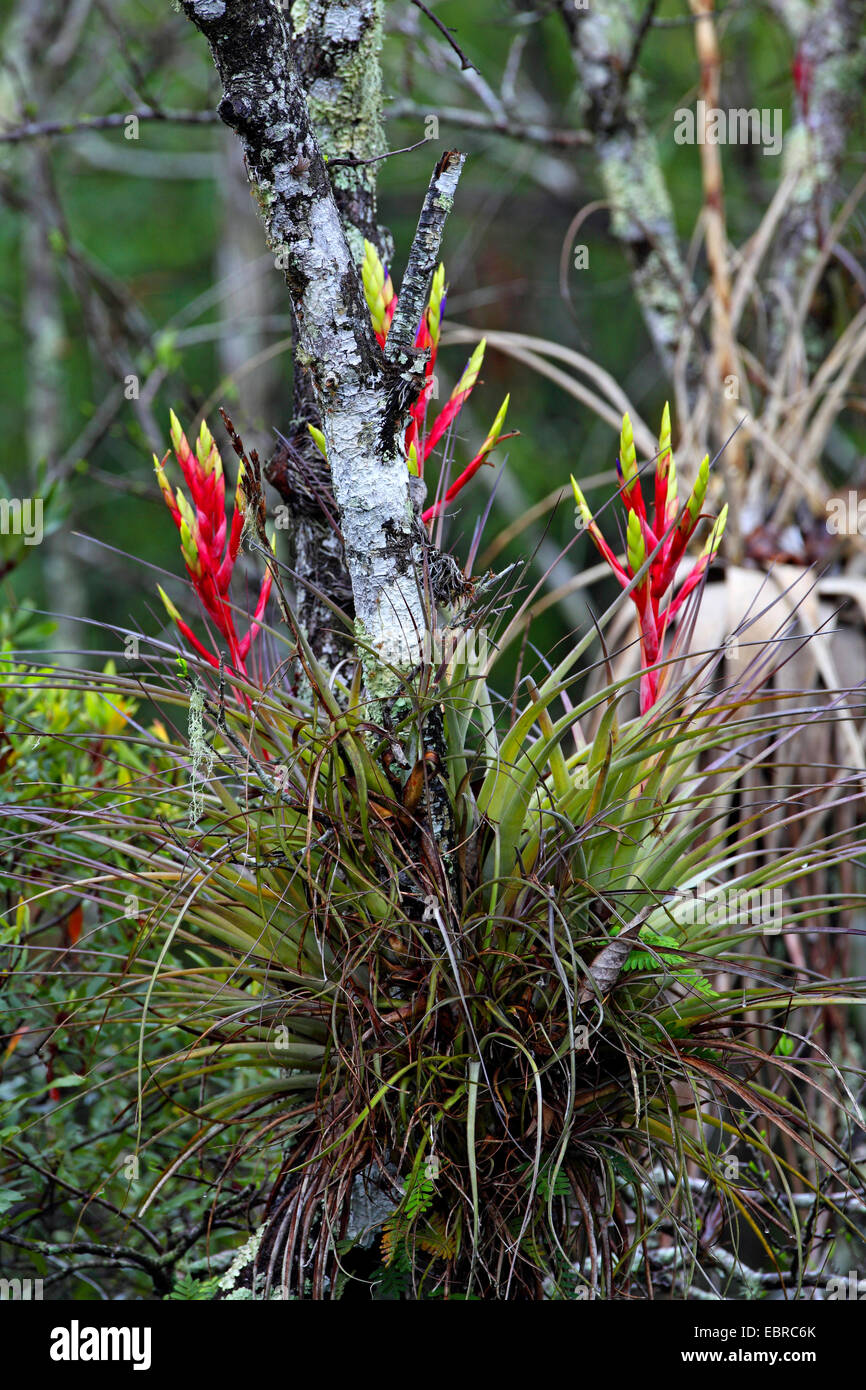 Quill-Leaf (Tillandsia fasciculata), flowering Tillandsia in Everglades National Park, USA, Florida, Everglades National Park Stock Photo