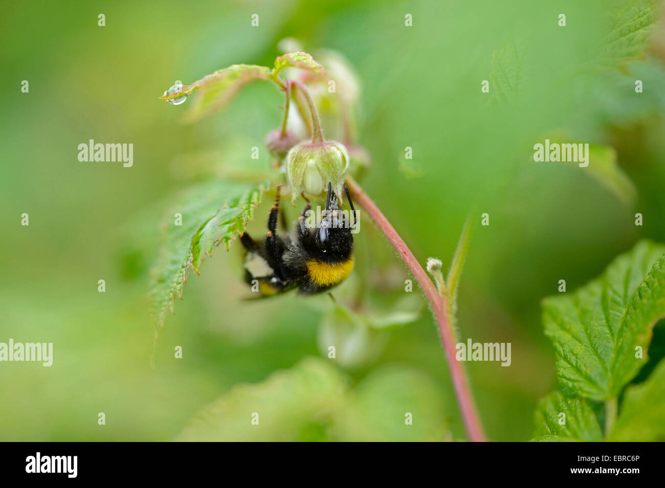 buff-tailed bumble bee (Bombus terrestris), humble bee pollinating a an ...