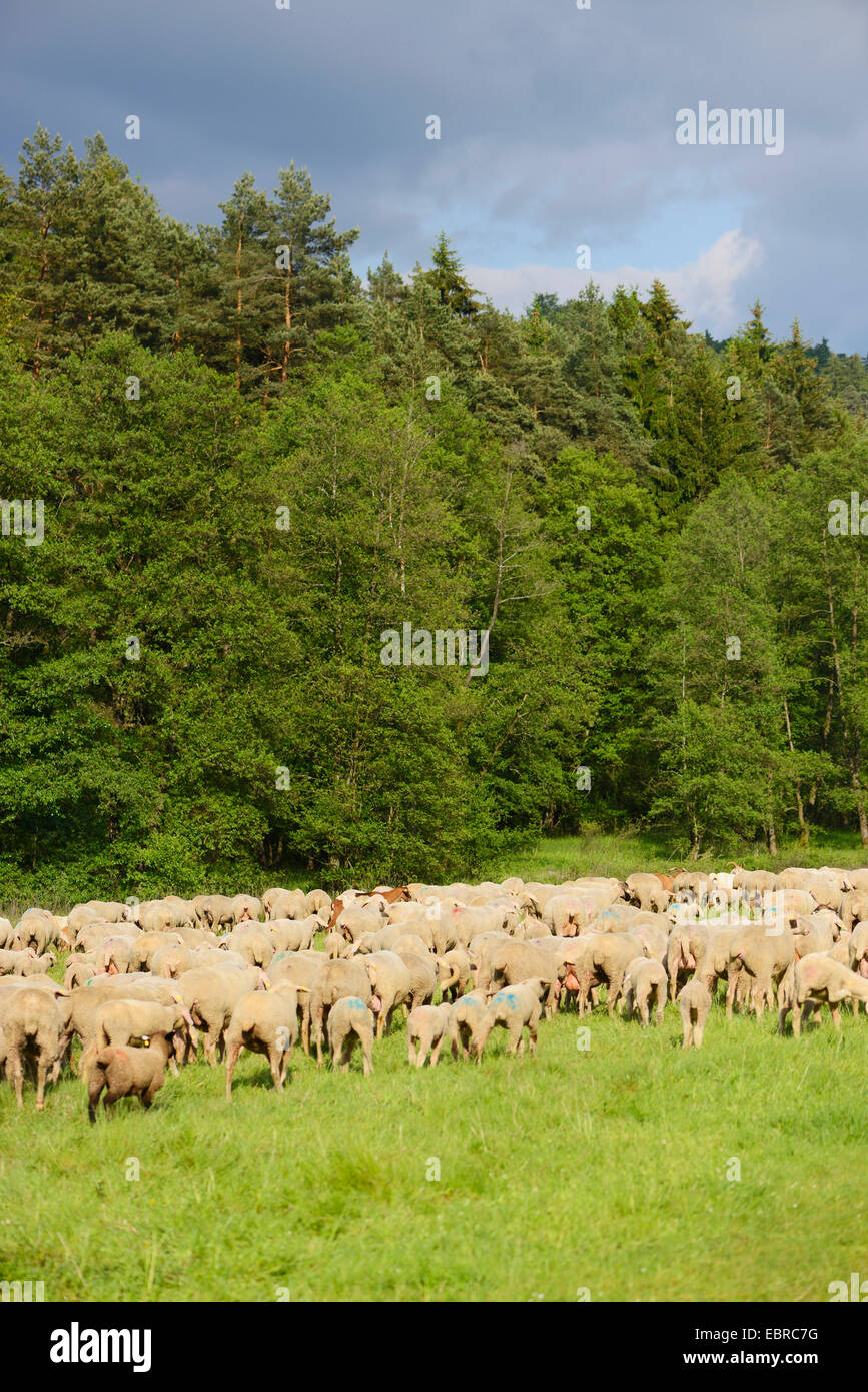 domestic sheep (Ovis ammon f. aries), herd of sheep grazing in a meadow at the forest edge, Germany, Bavaria Stock Photo