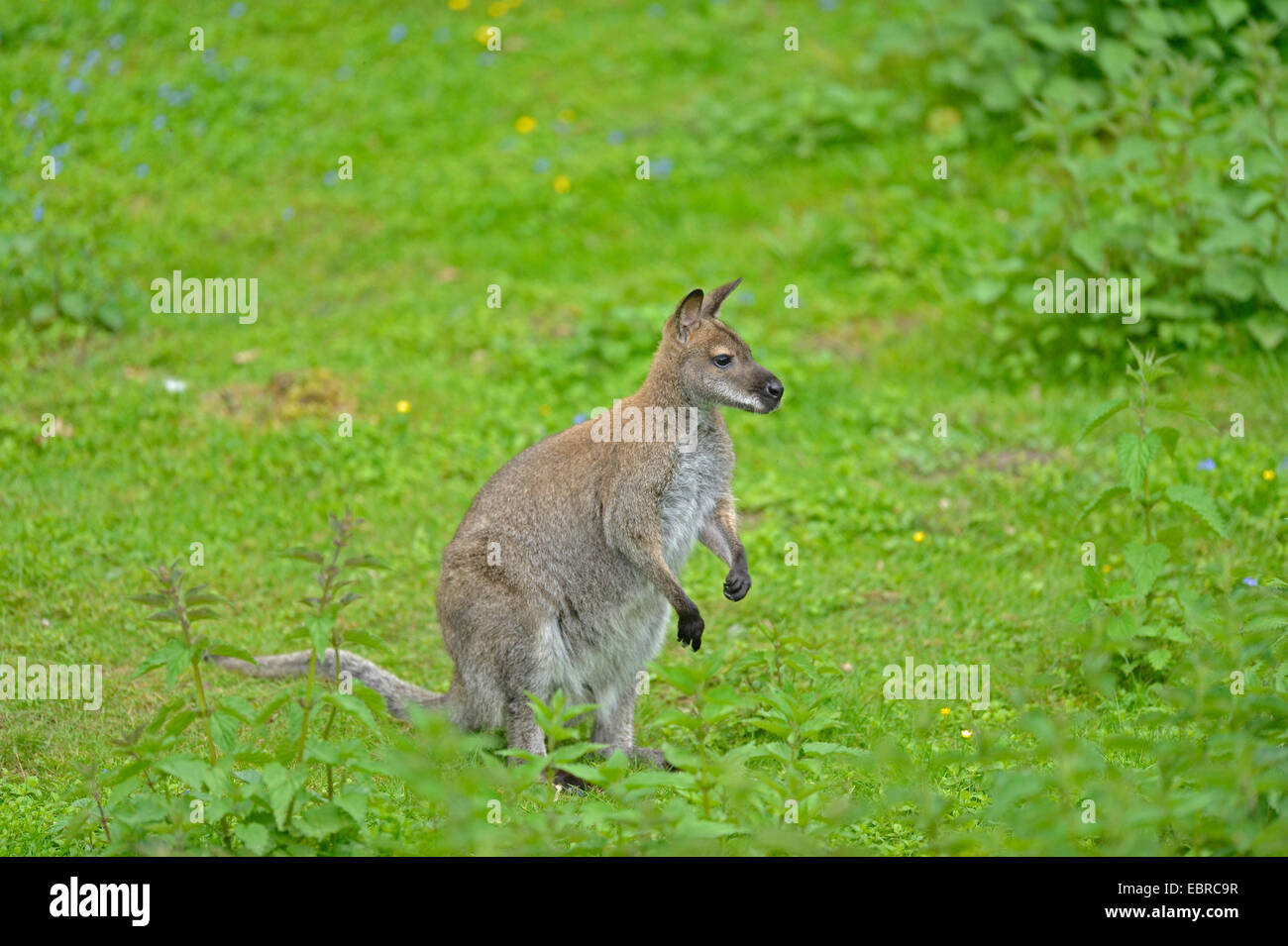 tammar wallaby, dama wallaby (Macropus eugenii), on a meadow in spring, Germany, Bavaria Stock Photo