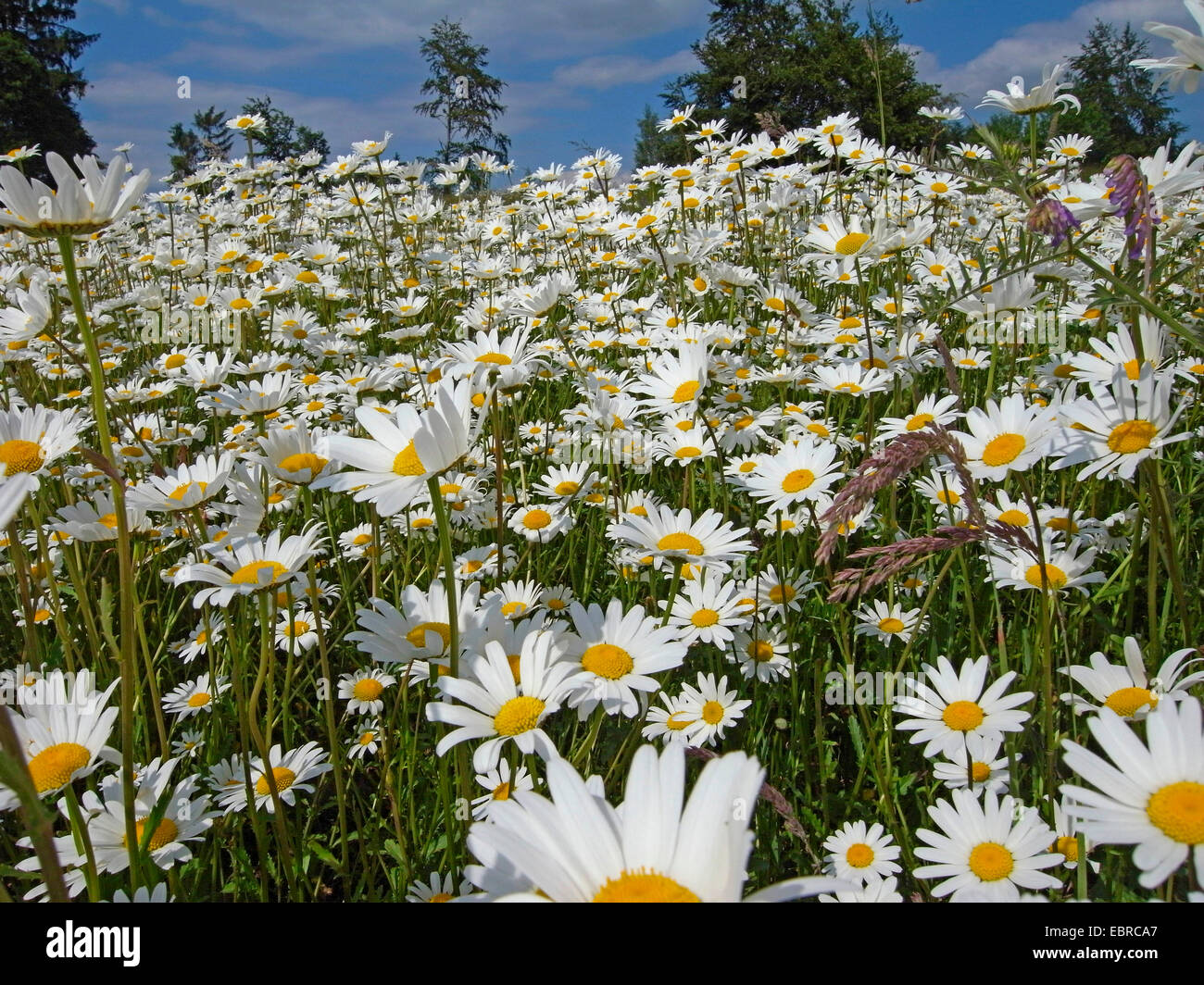 oxeye daisy (Chrysanthemum leucanthemum Leucanthemum vulgare) meadow
