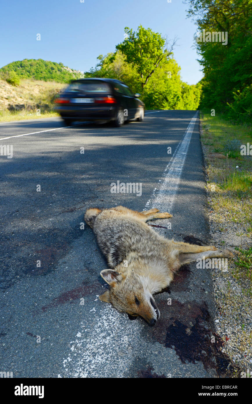 golden jackal (Canis aureus), run over golden jackal on the roadside, Bulgaria, Biosphaerenreservat Ropotamo Stock Photo