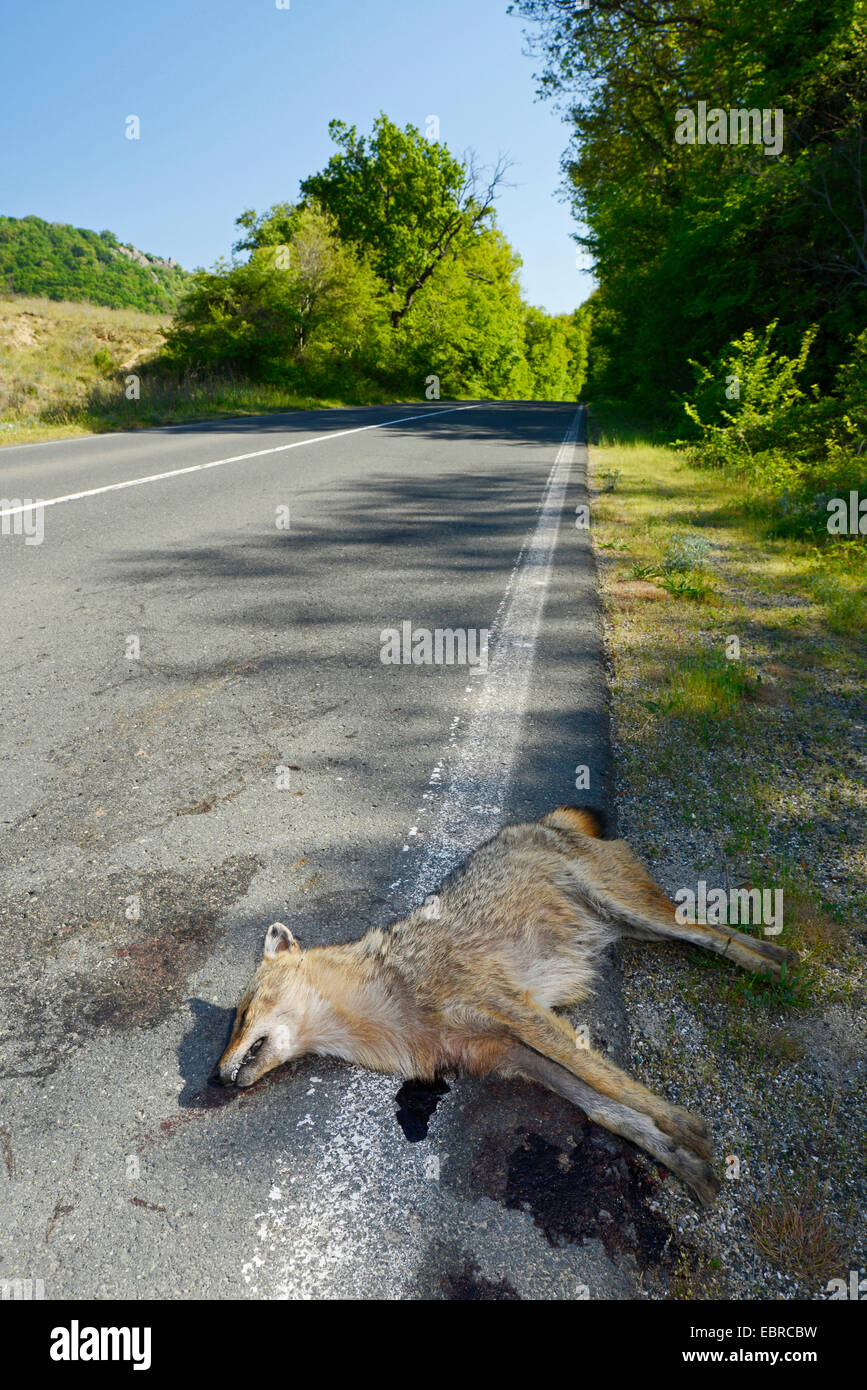 golden jackal (Canis aureus), run over golden jackal on the roadside, Bulgaria, Biosphaerenreservat Ropotamo Stock Photo