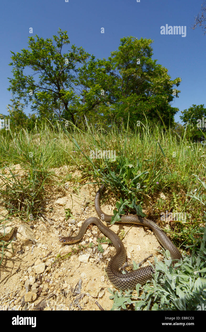 Large Whip Snake, Caspian whipsnake (Dolichophis caspius, Coluber caspius, Hierophis caspius), at a slope, Bulgaria, Melnik Stock Photo