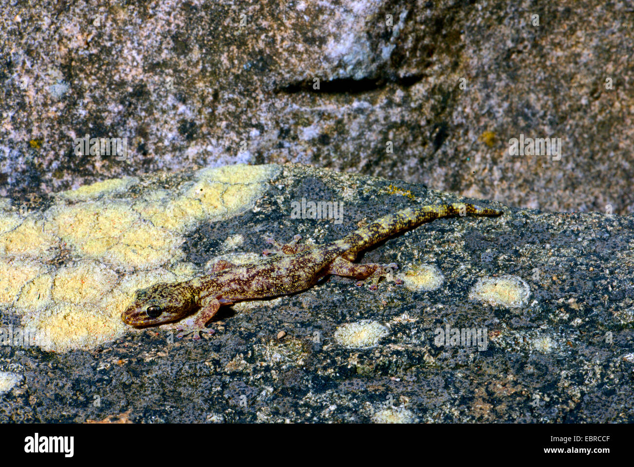 European leaf-toed gecko (Phyllodactylus europaeus), in a stone, France, Corsica Stock Photo