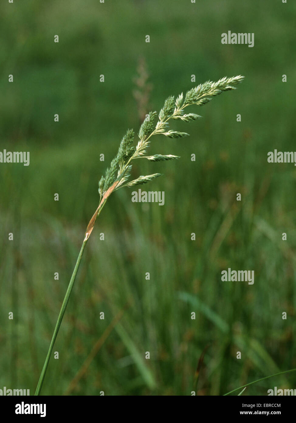 reed Canary grass (Phalaris arundinacea), inflorescence, Germany Stock Photo