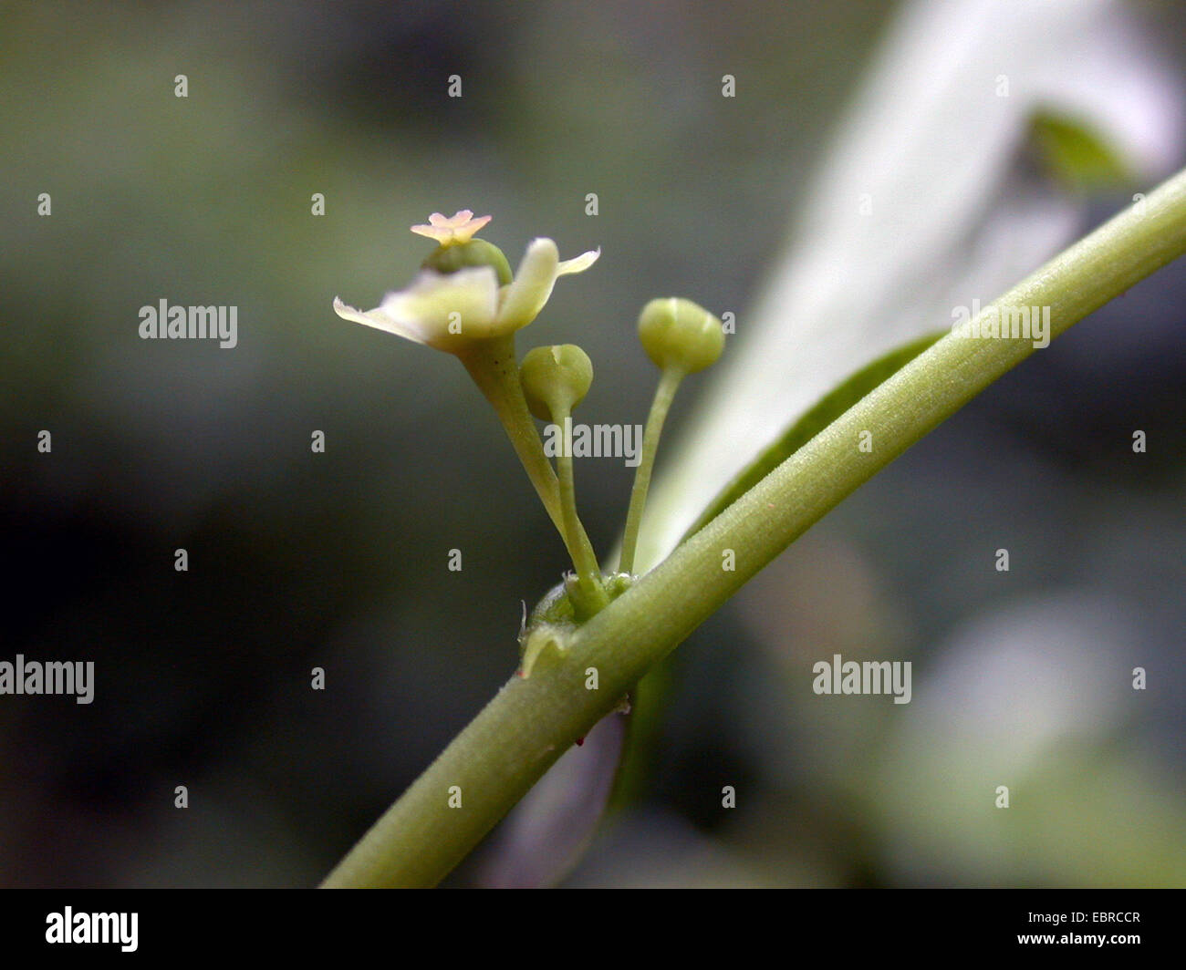 Foliage flower, Phyllanthus (Phyllanthus lathyroides), flower Stock Photo