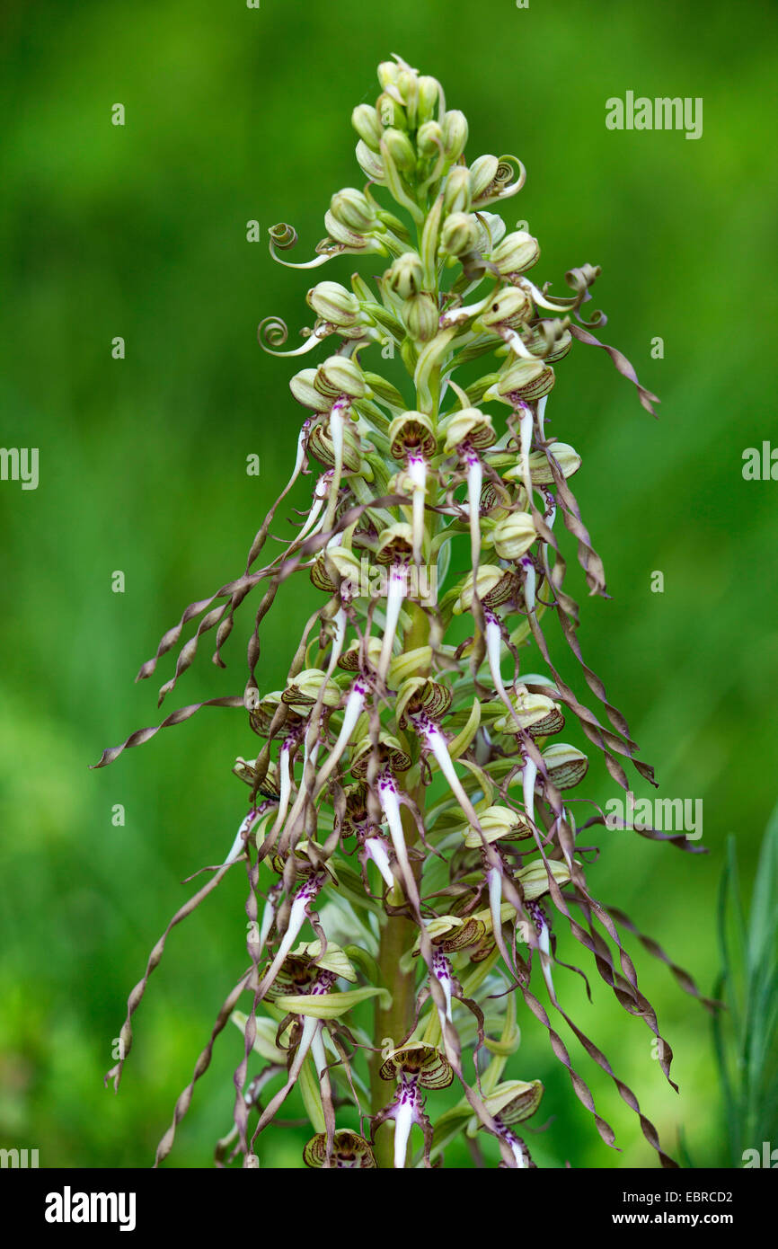 lizard orchid (Himantoglossum hircinum), inflorescence, Germany, Bavaria, Magerrasen Stock Photo