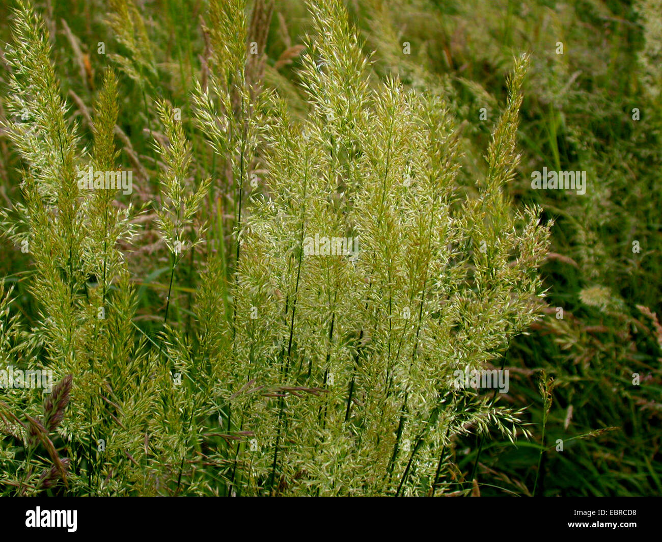 Yellow oat-grass, yellow oats (Trisetum flavescens), blooming, Germany Stock Photo