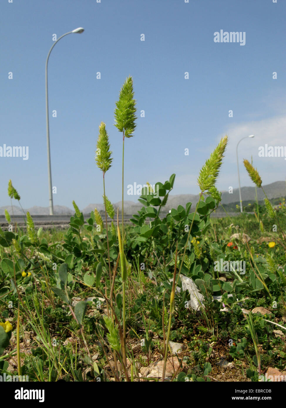 Annual cat's-tail, Mediterranean Hair Grass (Lophochloa cristata, Rostraria cristata), blooming at a road side, Spain, Balearen, Majorca Stock Photo