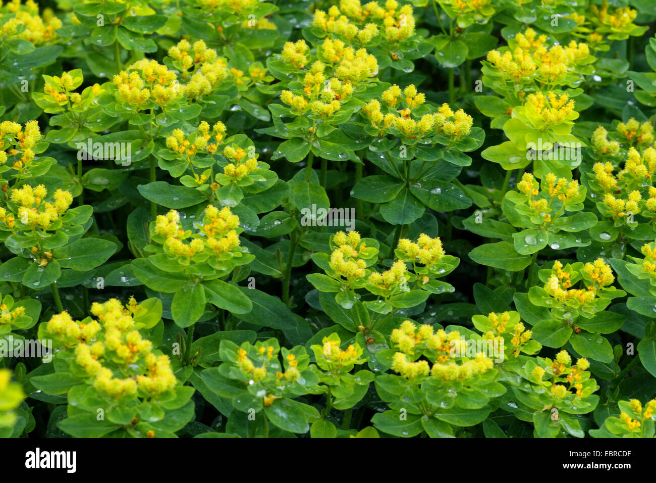 Cushion spurge euphorbia polychroma hires stock photography and images