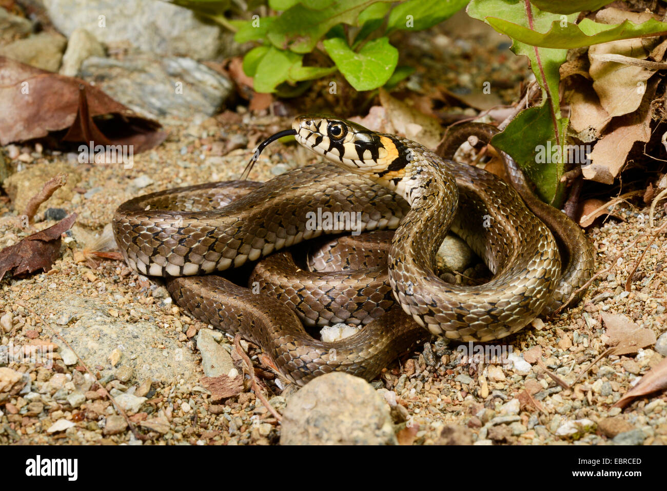 Balkan grass snake (Natrix natrix persa), coiled up grass snake darting tongue in and out, Bulgaria, Biosphaerenreservat Ropotamo Stock Photo
