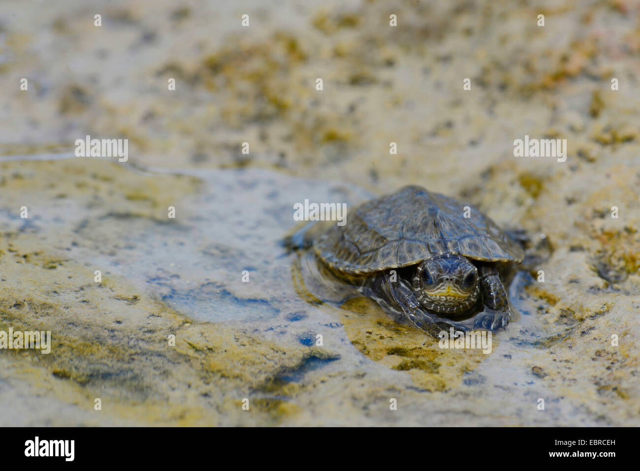 Balkan Terrapin (Mauremys rivulata, Mauremys caspica rivulata), young animal sitting in shallow water, Turkey Stock Photo