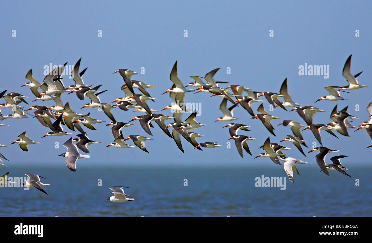 Skimmer birds hires stock photography and images Alamy