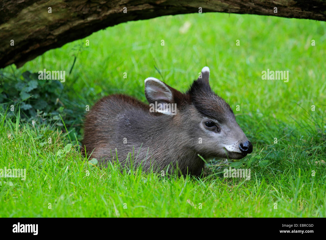Tufted deer (Elaphodus cephalophus), young animal lying in a meadow in a hollow under a branch Stock Photo