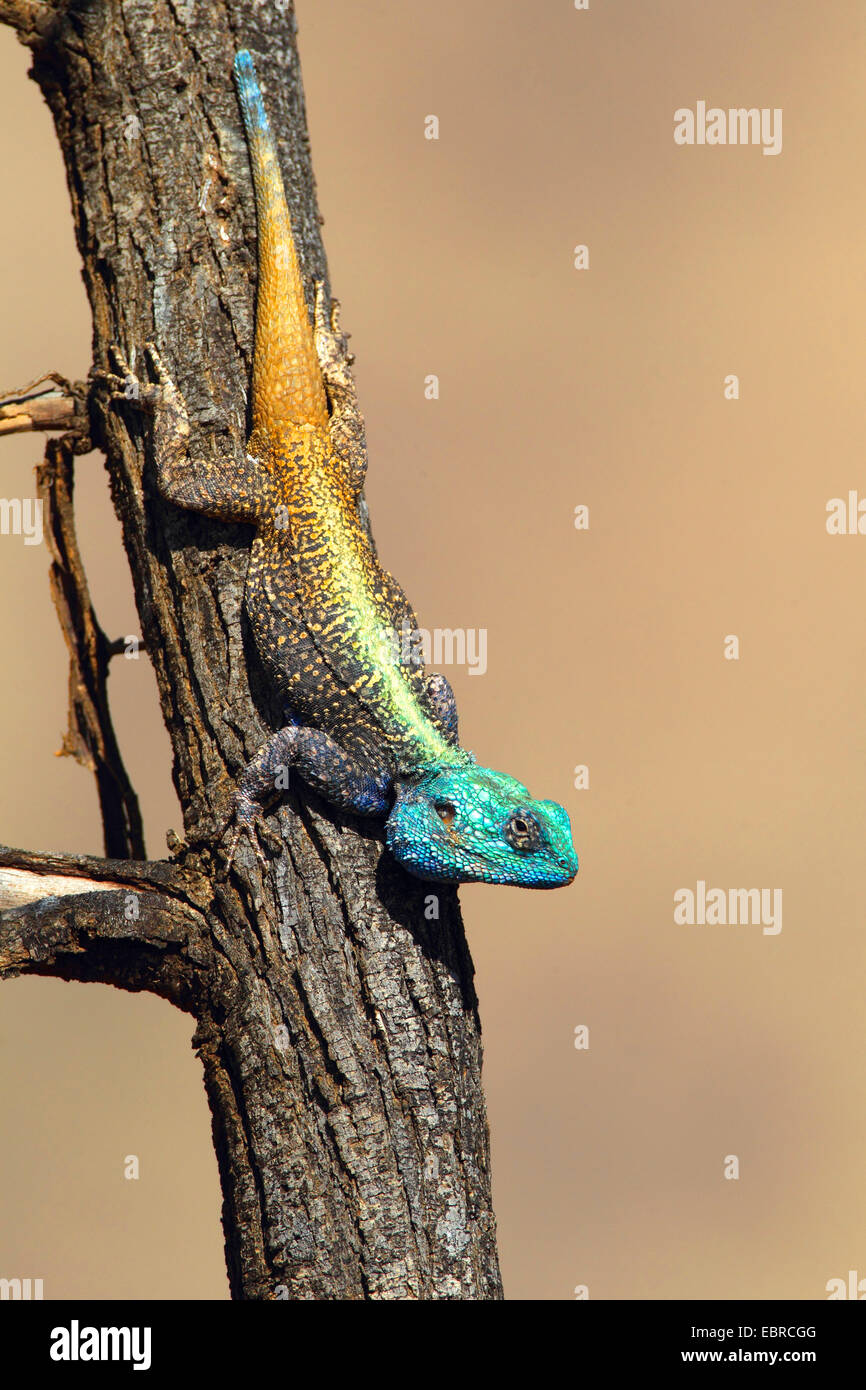 Lizards of west africa hi-res stock photography and images - Alamy