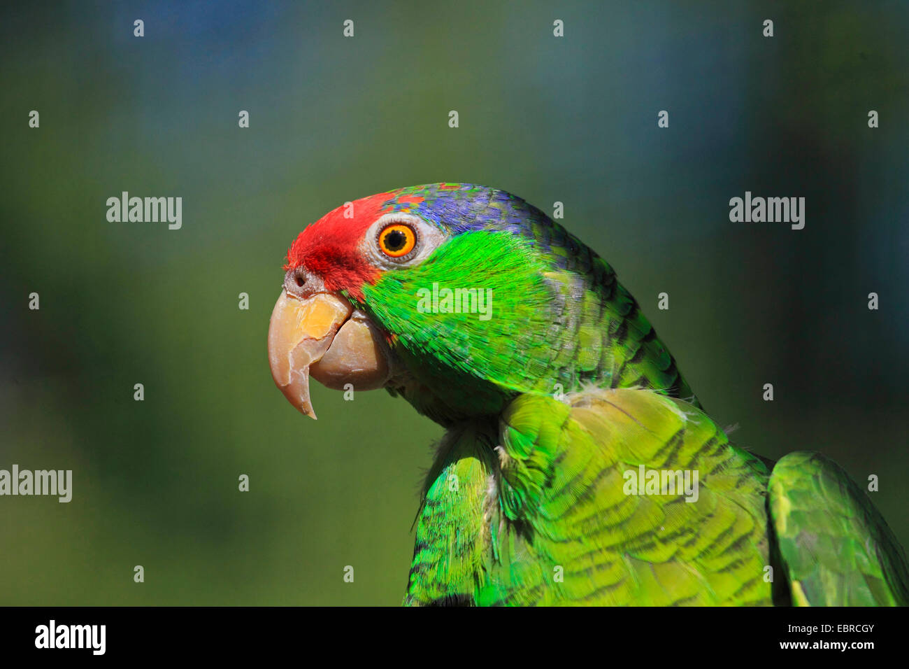 Green cheeked amazon amazona viridigenalis hires stock photography and