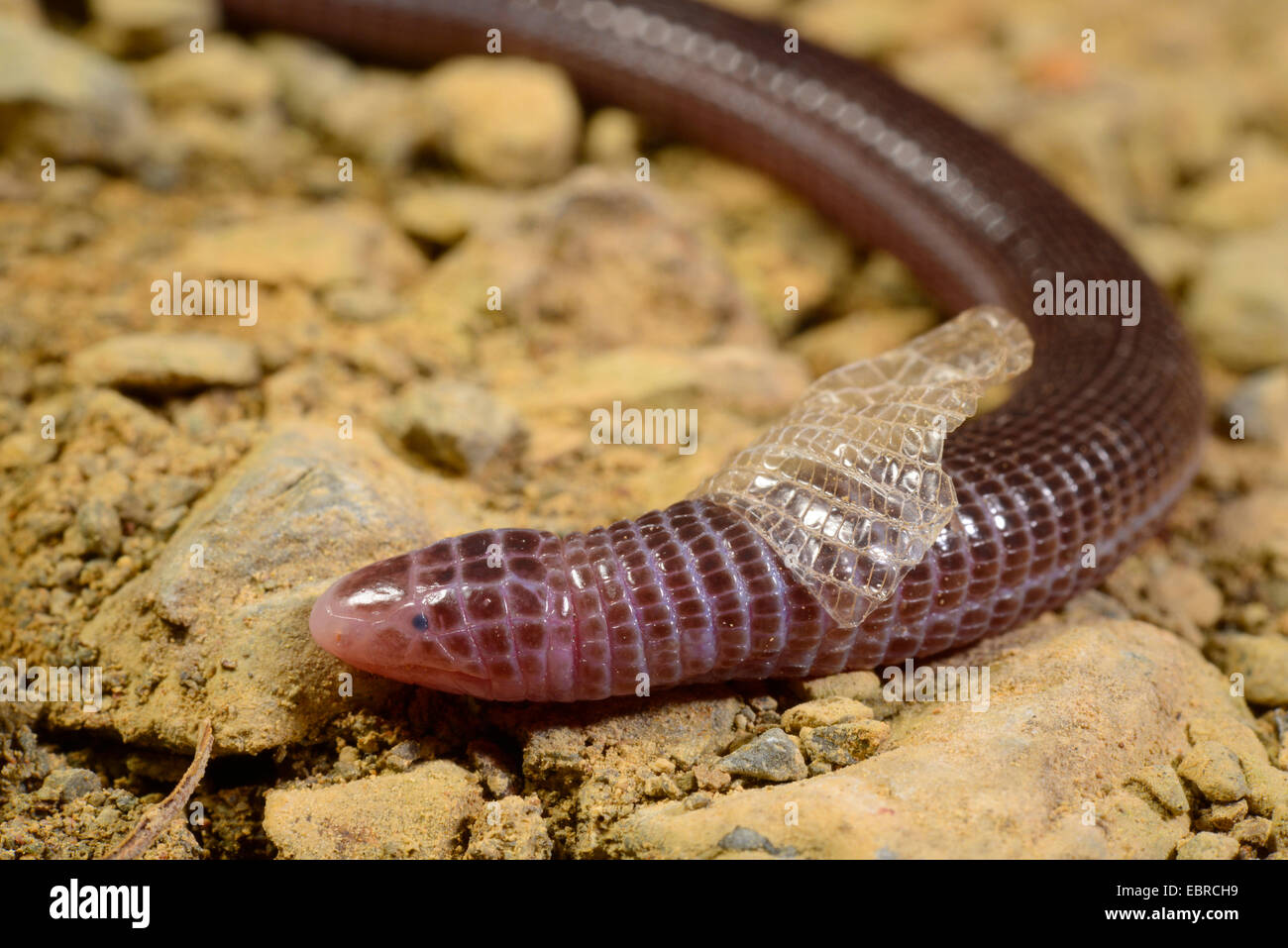 Turkish Worm Lizard, Anatolian Worm Lizard (Blanus strauchi), at skinning, Turkey, Lycia, Dalyan, Mugla Stock Photo