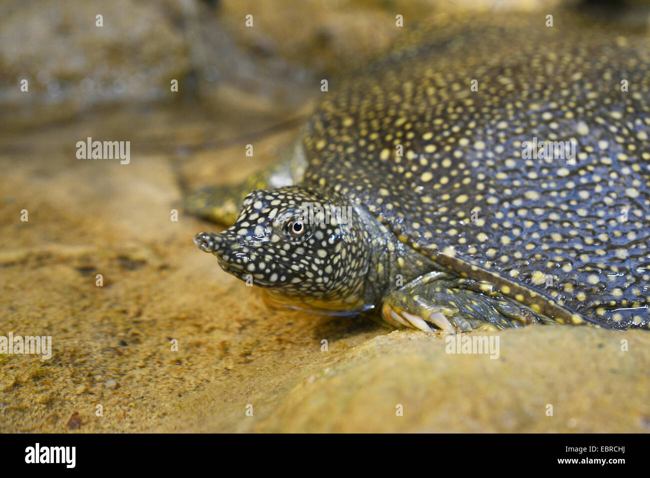 African softshell turtle, Nile softshell turtle (Trionyx triunguis), young African softshell turtle, portrait, Turkey, Lycia, Dalyan, Mugla Stock Photo