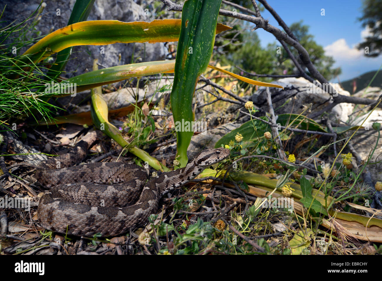 Coastal viper, European coastal viper, Ottoman viper, Near East viper (Vipera xanthina, Daboia xanthina, Montivipera xanthina), lying on stones, Turkey, Lycia, Dalyan, Mugla Stock Photo