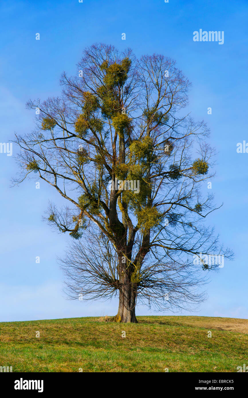 mistletoe (Viscum album subsp. album), on a lime tree in winter, Germany, Bavaria, Oberbayern, Upper Bavaria, Habach bei Murnau Stock Photo