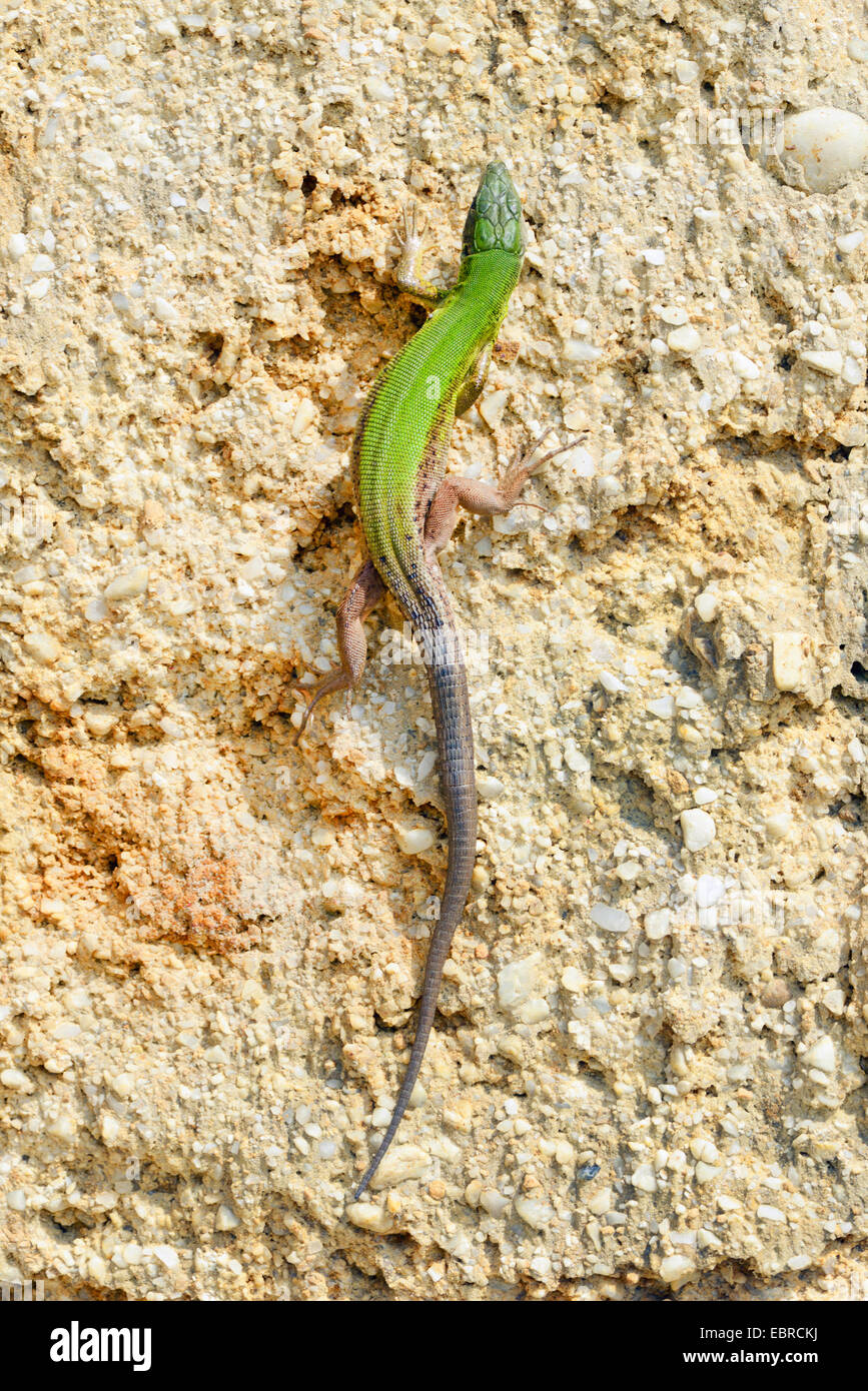 Eastern Green Lizard, European green lizard, Emerald lizard (Lacerta viridis, Lacerta viridis meridionalis), climbs up a vertical wall, Turkey, Thrace Stock Photo